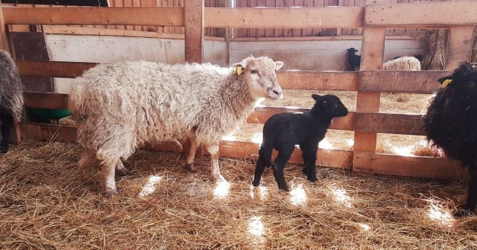 naissance à Menez Meur